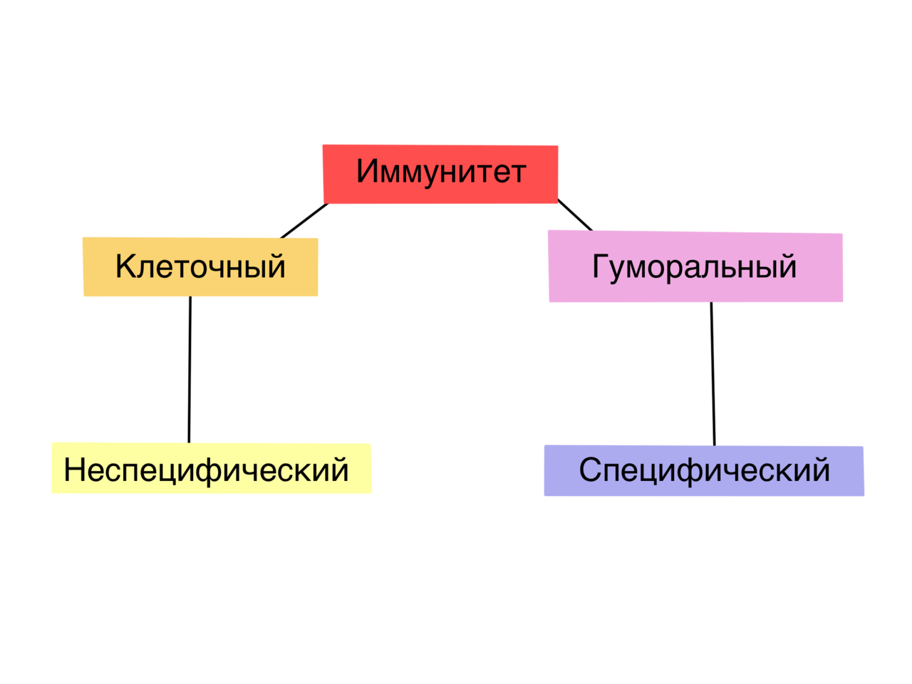 Что такое иммунитет простыми словами?