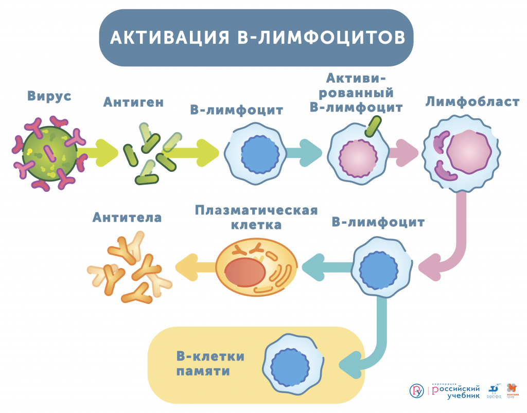 Что в крови отвечает за иммунитет?