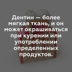 Дентин — более мягкая ткань, и он может окрашиваться при курении или употреблении определенных продуктов.