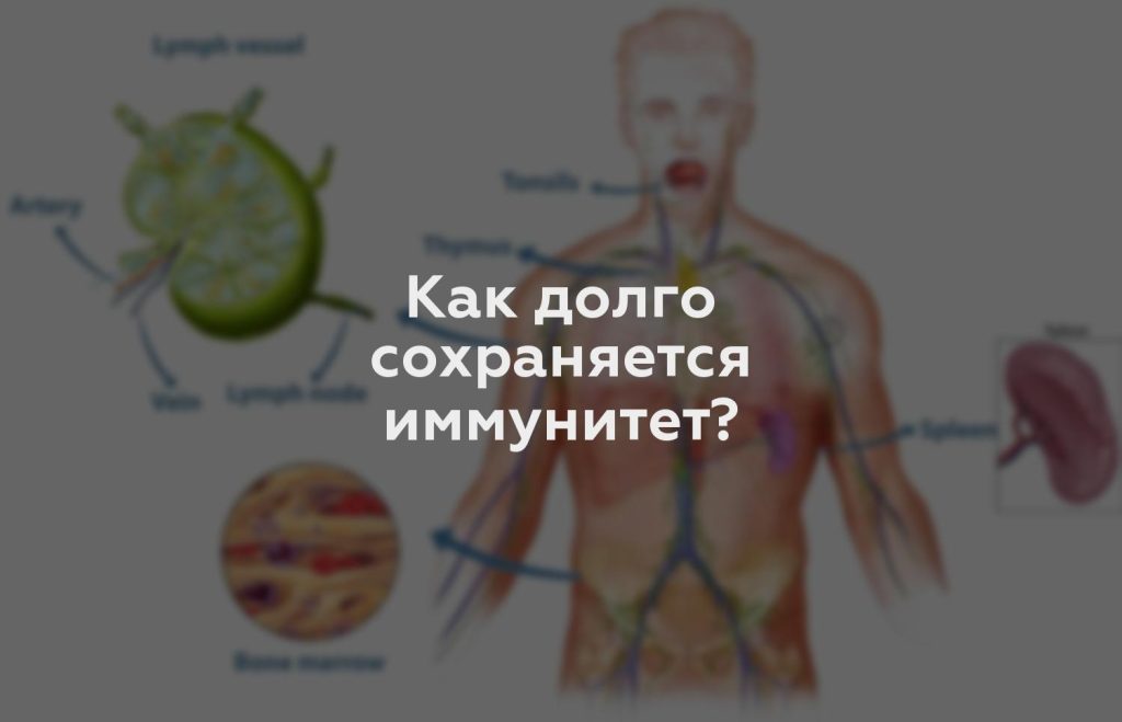 Как долго сохраняется иммунитет?