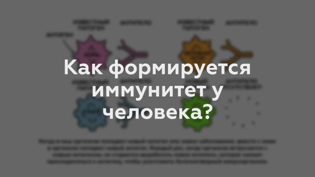 Как формируется иммунитет у человека?