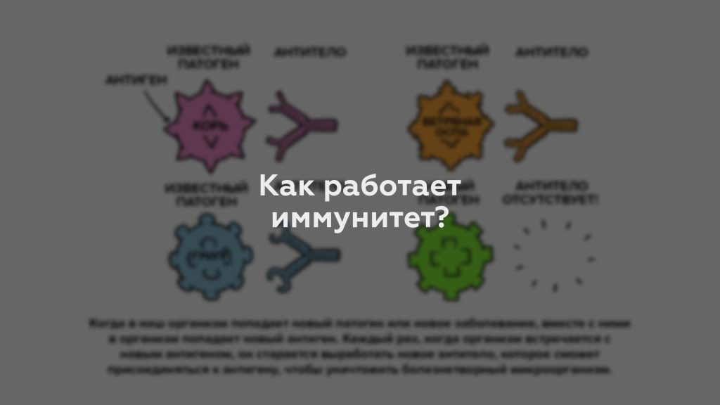 Как работает иммунитет?