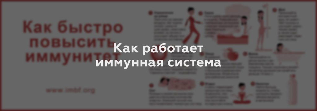 Как работает иммунная система