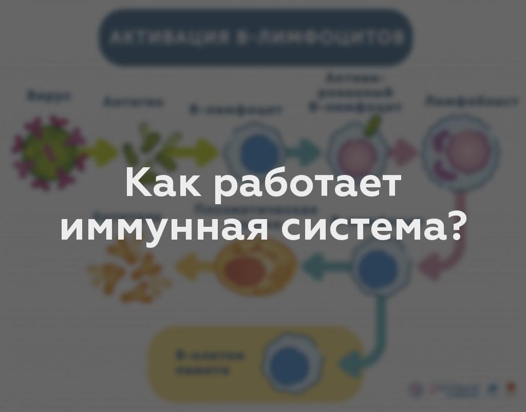 Как работает иммунная система?