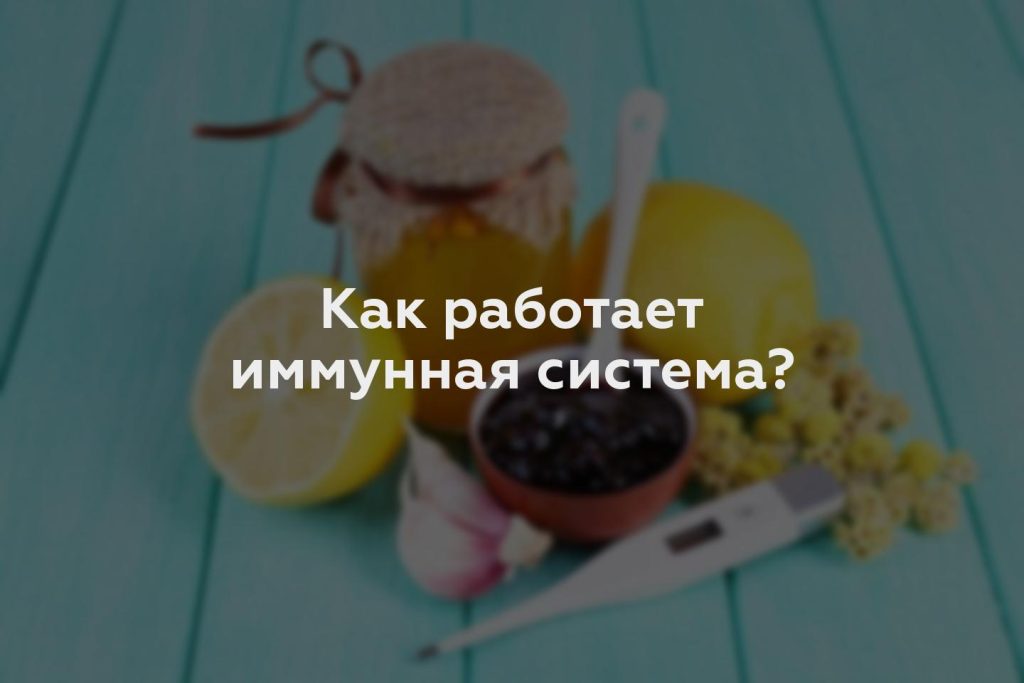 Как работает иммунная система?