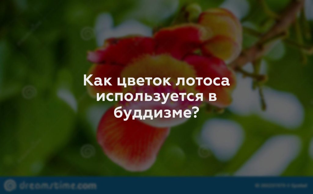 Как цветок лотоса используется в буддизме?