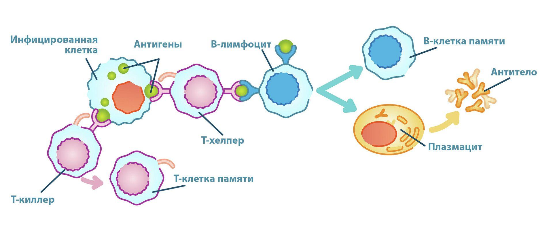 Как возникает иммунитет?