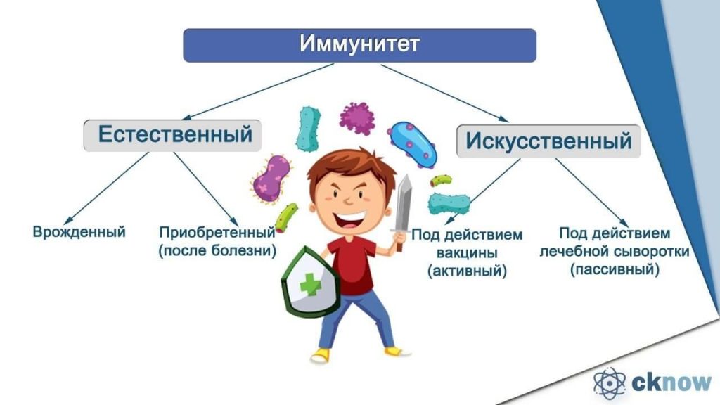 Как вырабатывается иммунитет у человека?