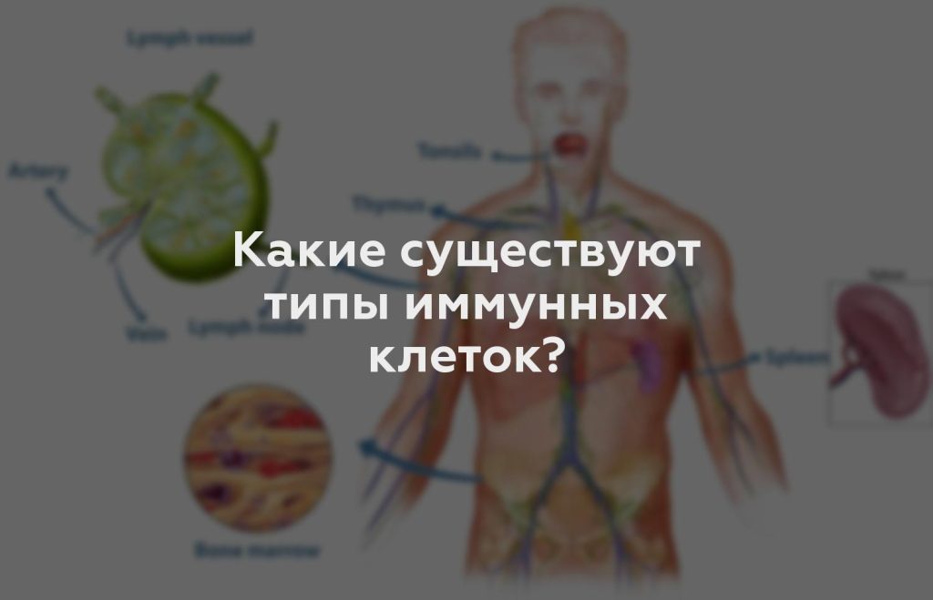 Какие существуют типы иммунных клеток?