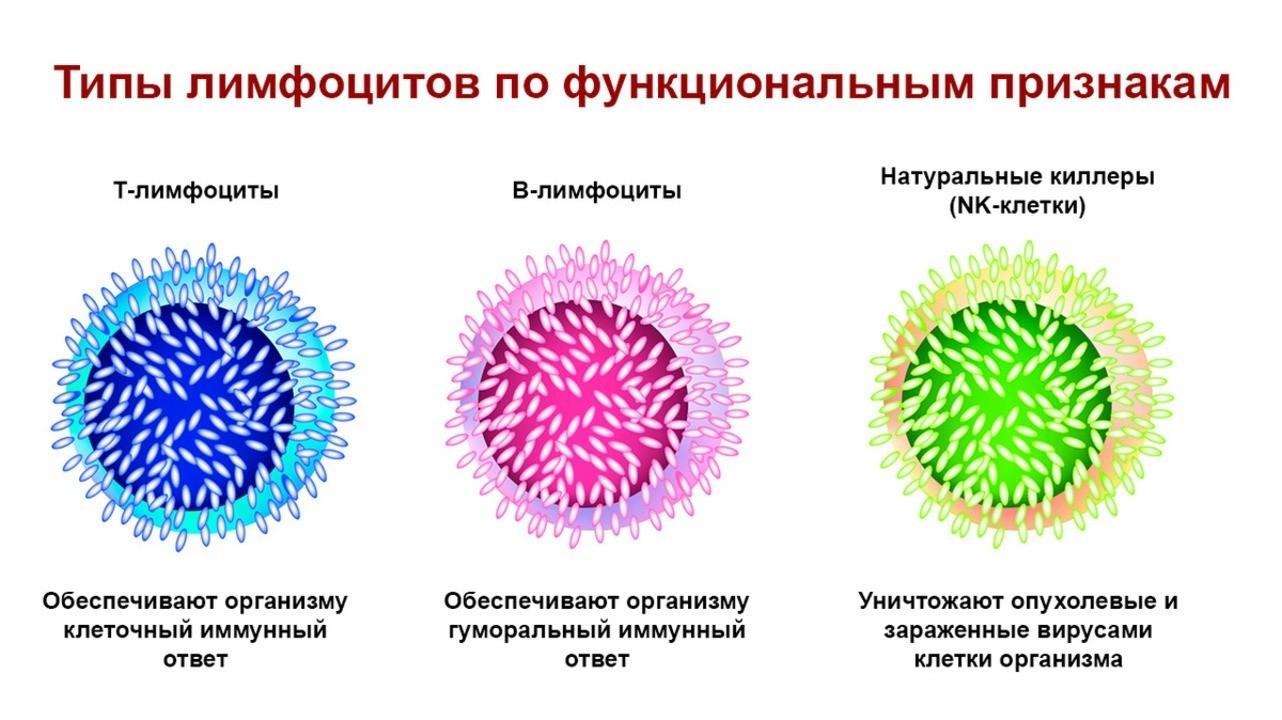 Какое повышение лимфоцитов считается опасным?