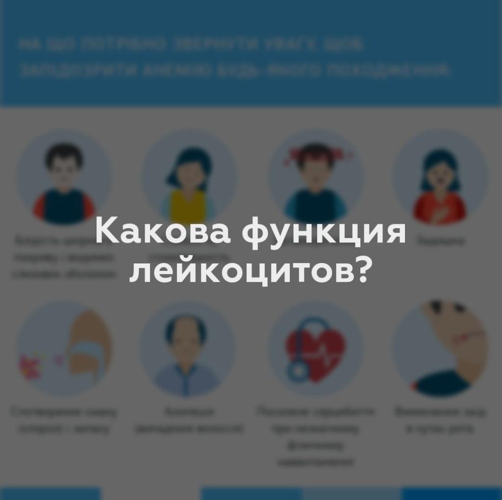 Какова функция лейкоцитов?