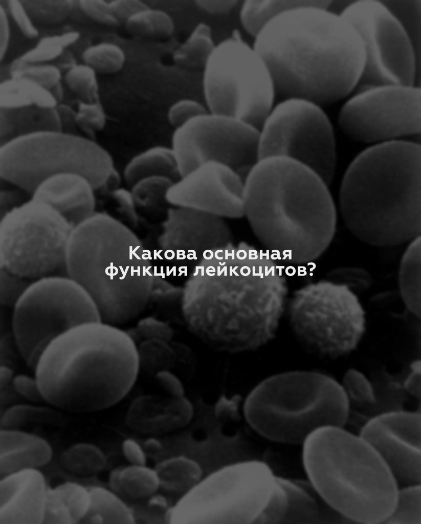 Какова основная функция лейкоцитов?