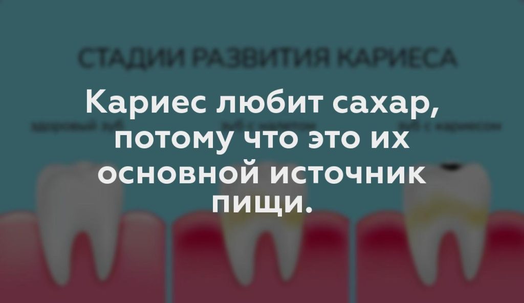 Кариес любит сахар, потому что это их основной источник пищи.