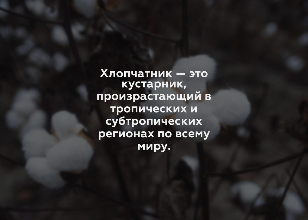 Хлопчатник — это кустарник, произрастающий в тропических и субтропических регионах по всему миру.