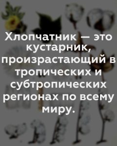 Хлопчатник — это кустарник, произрастающий в тропических и субтропических регионах по всему миру.