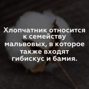 Хлопчатник относится к семейству мальвовых, в которое также входят гибискус и бамия.