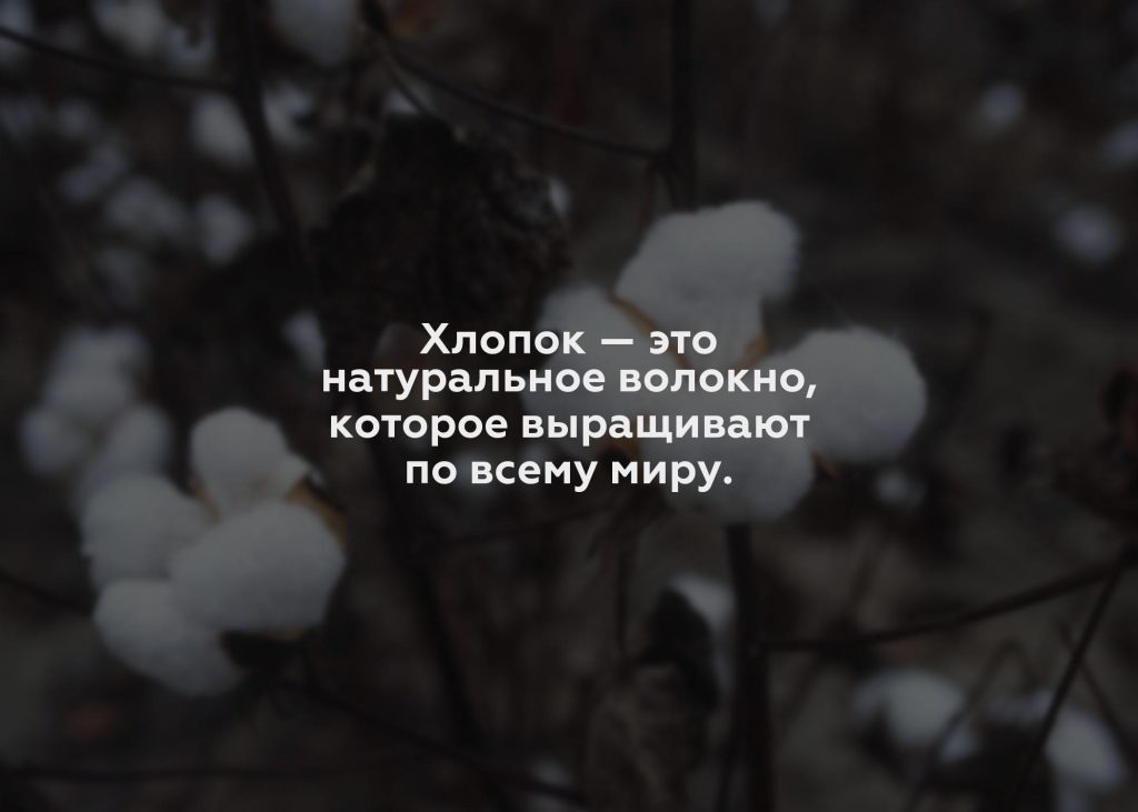 Хлопок — это натуральное волокно, которое выращивают по всему миру.