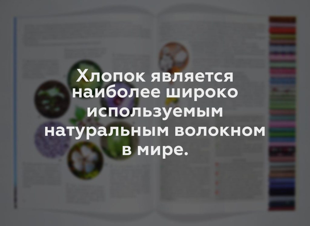 Хлопок является наиболее широко используемым натуральным волокном в мире.