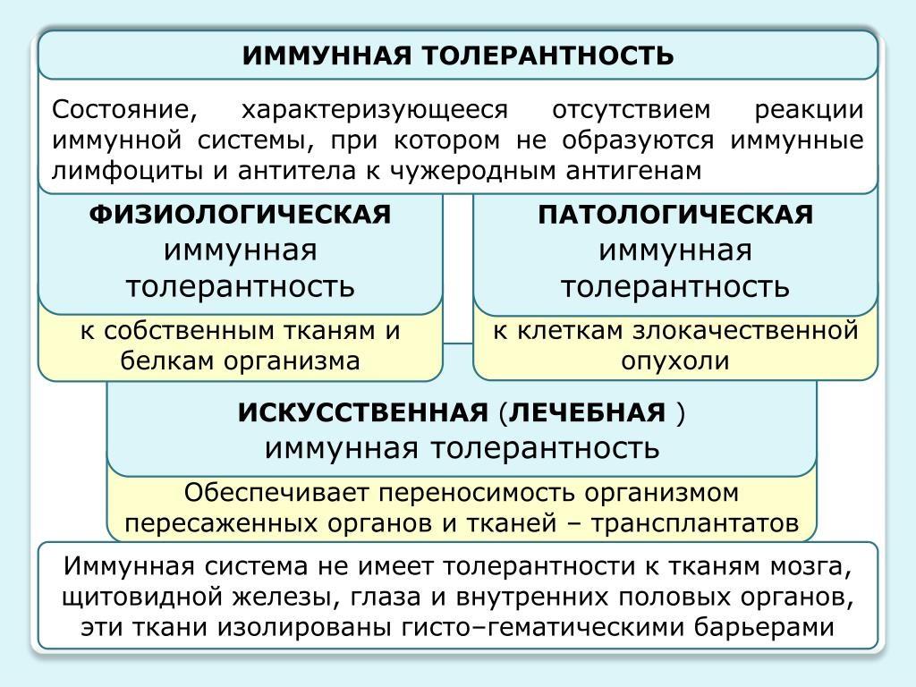 Когда у человека появляется иммунитет?