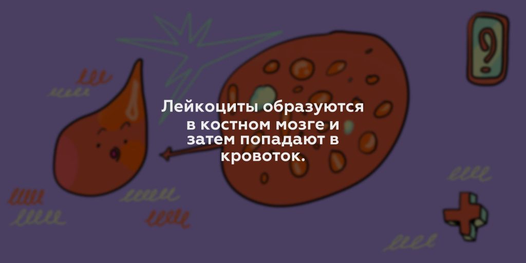 Лейкоциты образуются в костном мозге и затем попадают в кровоток.