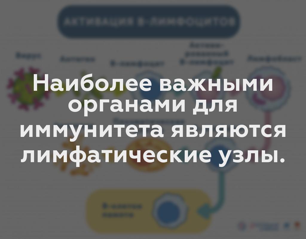 Наиболее важными органами для иммунитета являются лимфатические узлы.