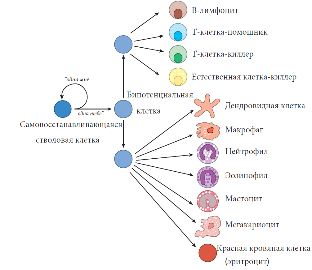 Откуда берутся иммунитет?