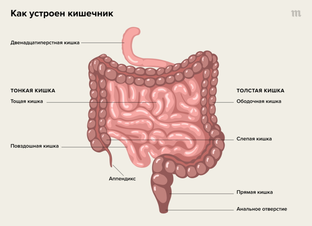 Почему после курения хочется в туалет по большому?