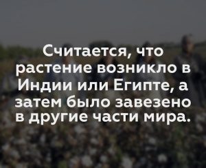 Считается, что растение возникло в Индии или Египте, а затем было завезено в другие части мира.