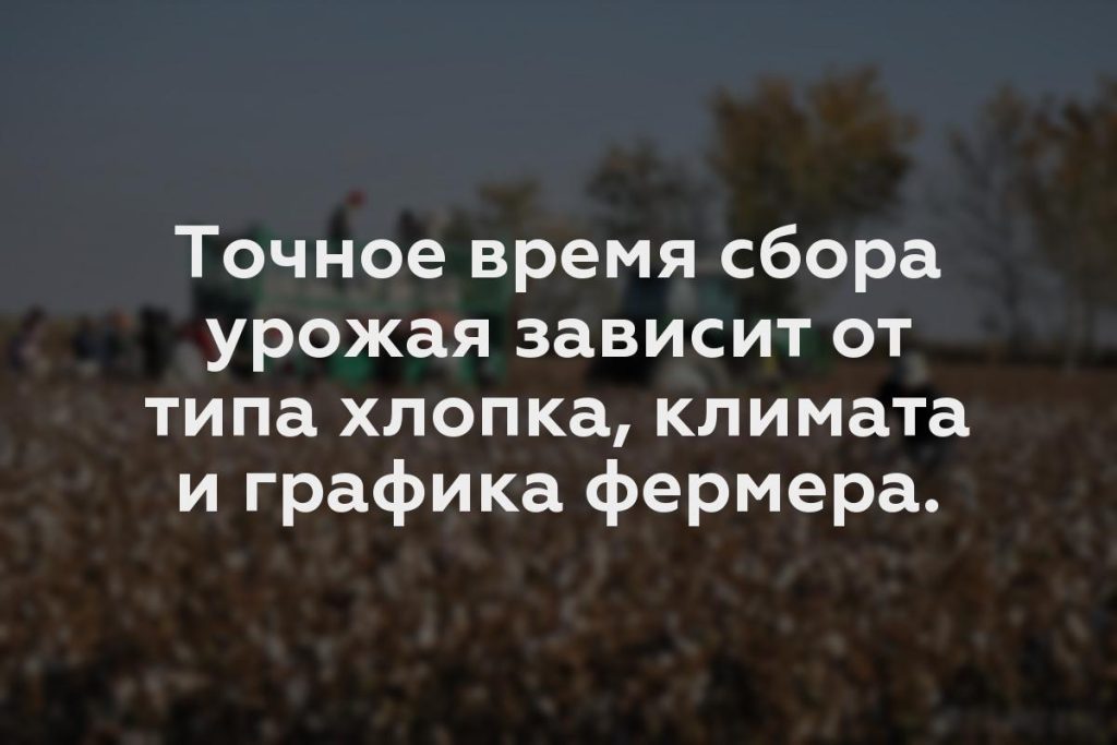 Точное время сбора урожая зависит от типа хлопка, климата и графика фермера.