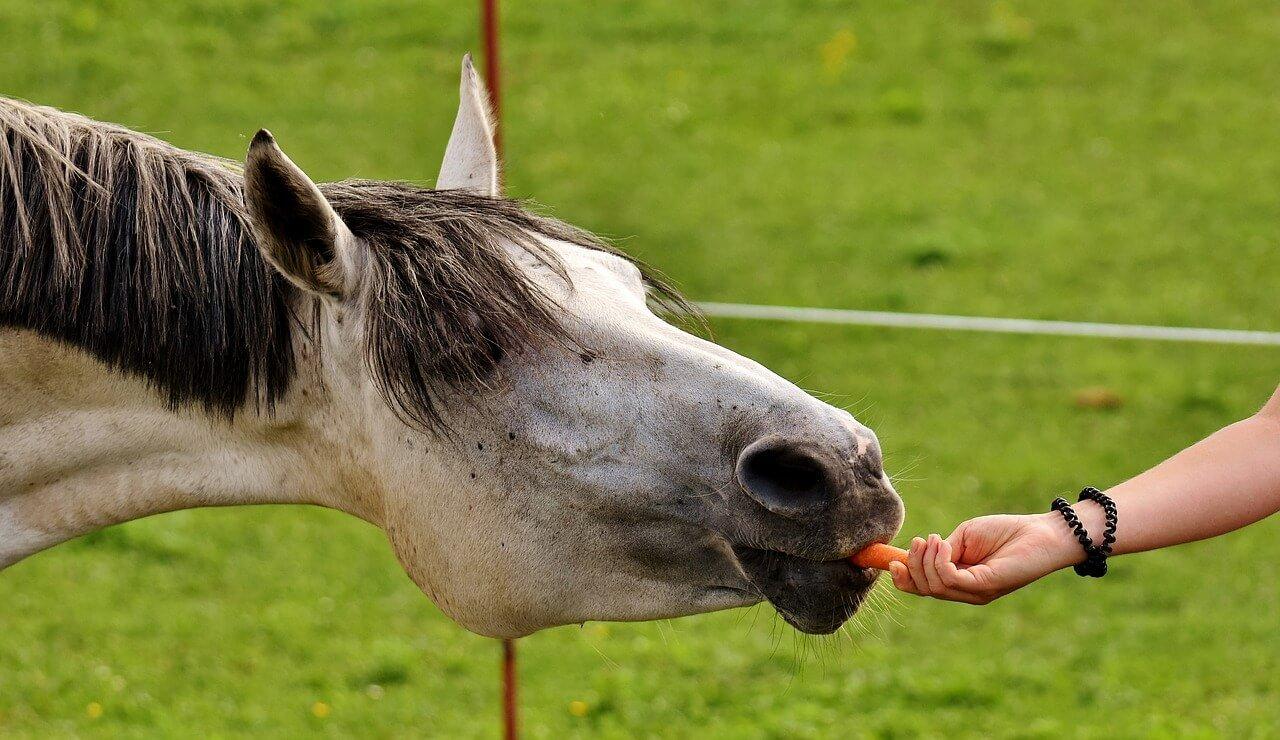 Что едят лошади соль или сахар?
