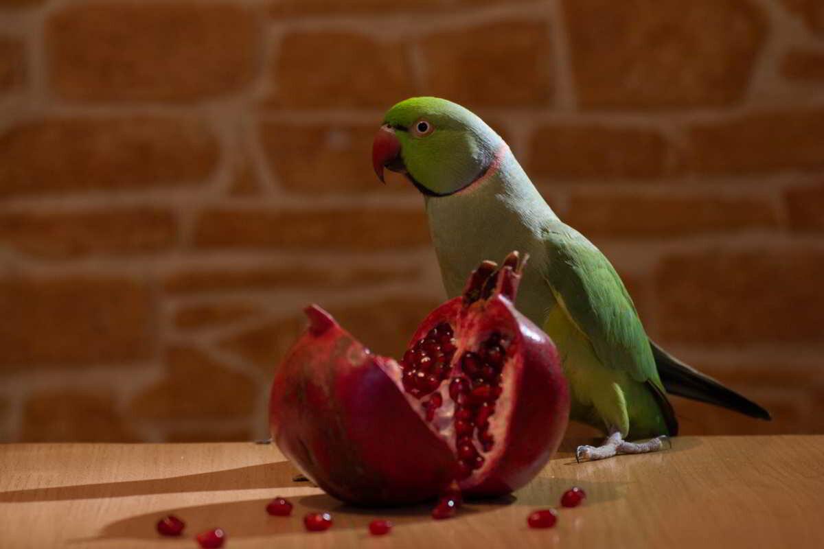 Попугай ест фрукты. Еда попугаев в природе. Фруктовый попугай. Что едят попугаи. Еда для попугаев.