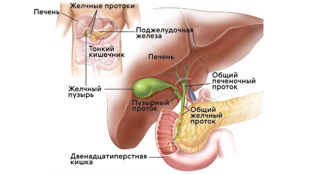 Что надо чтобы успокоить поджелудочную железу?