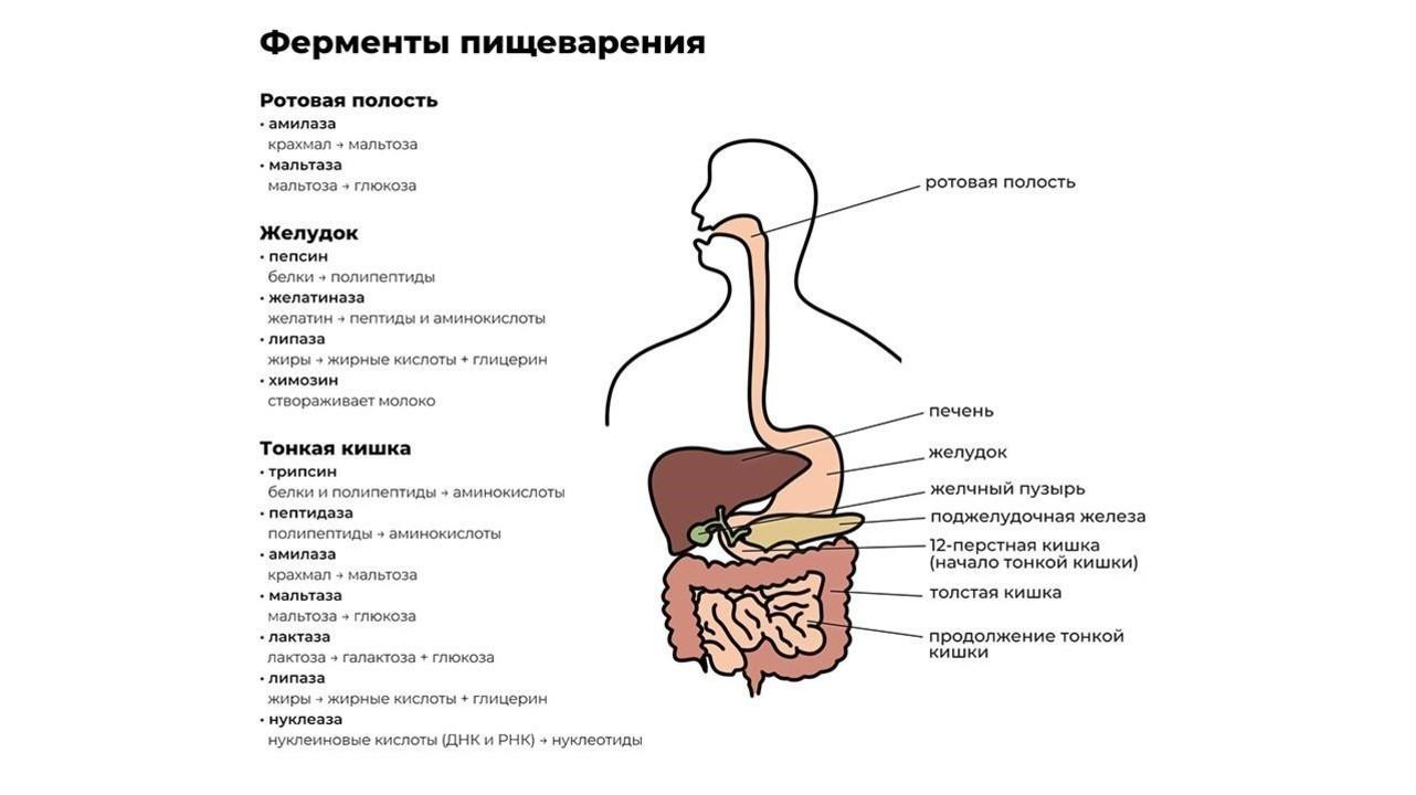 Что очень вредно для поджелудочной железы?