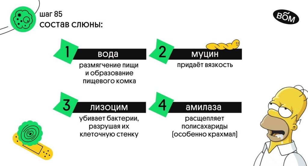 Что разрушает амилаза?