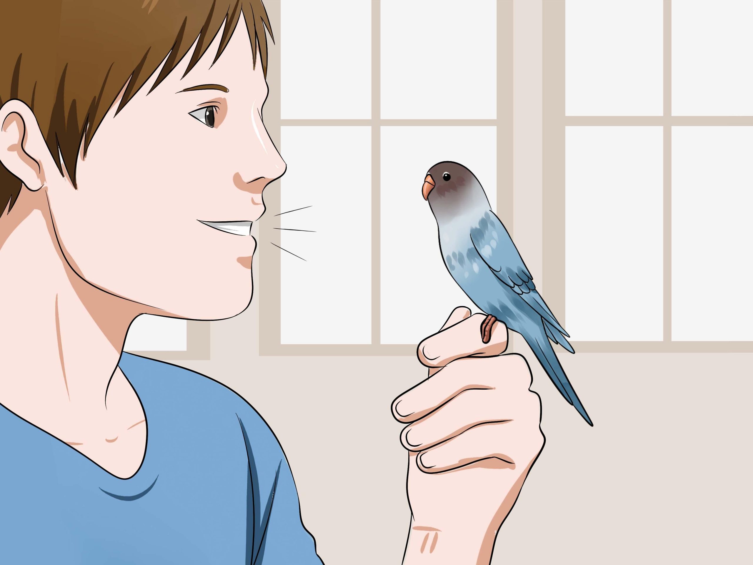Как быстро попугай привыкает к человеку?