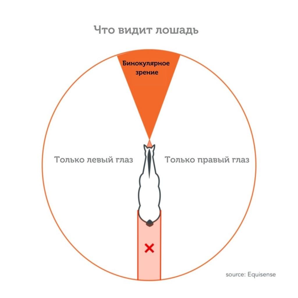 Как лошадь видит человека?