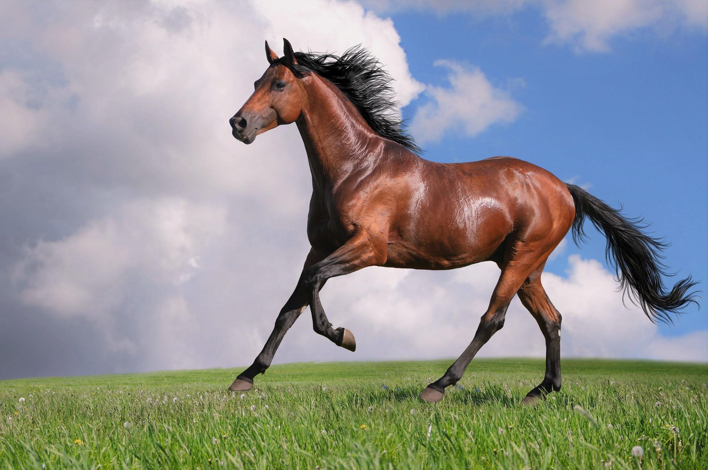 Как называется хозяин лошади?