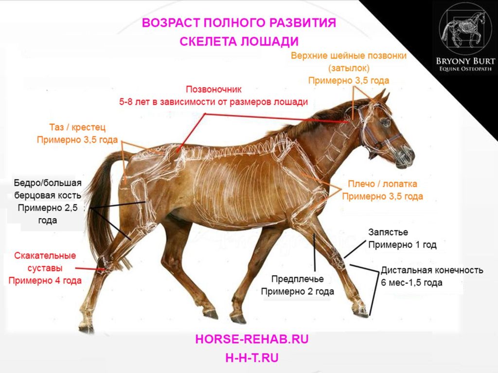 Как называются лошади по возрасту?