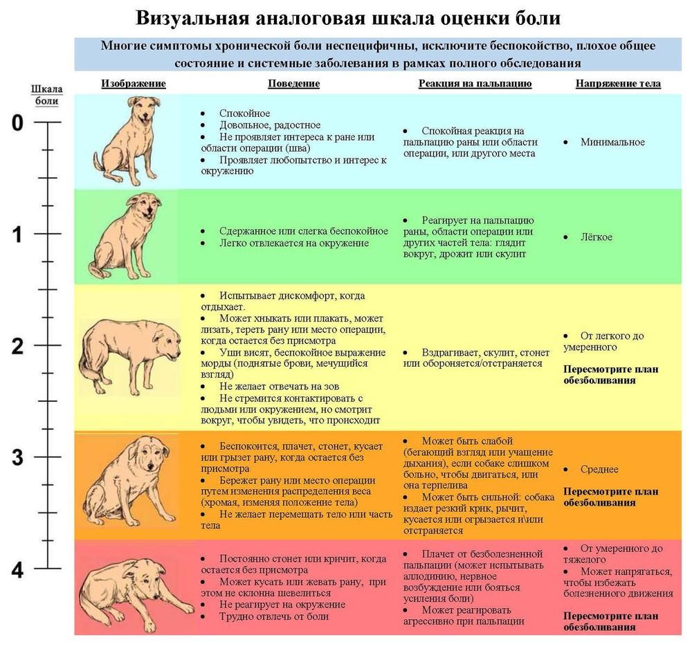 Как определить что собака плачет?