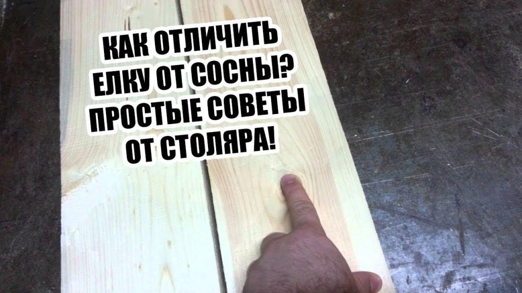 Как отличить сосну от ясеня?