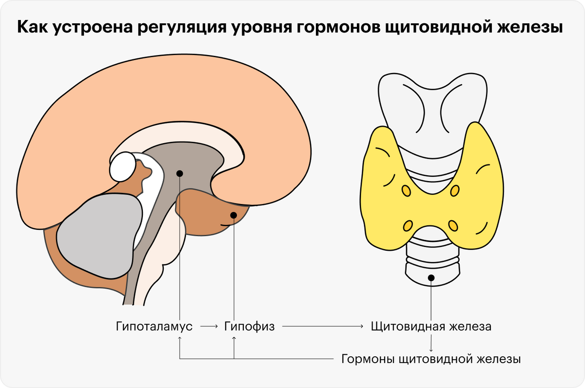 Как щитовидная железа влияет на холестерин?