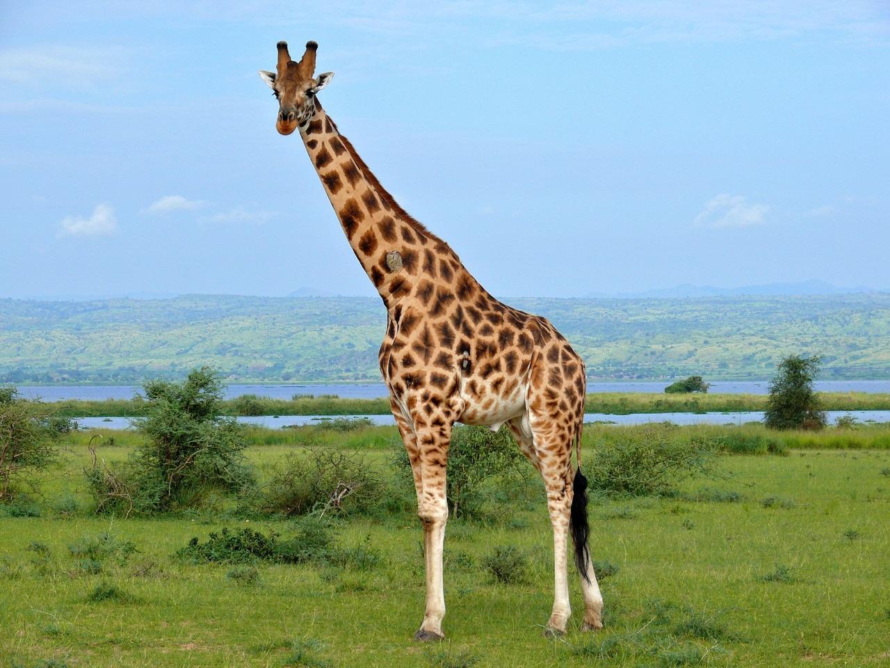 Как видят жираф?