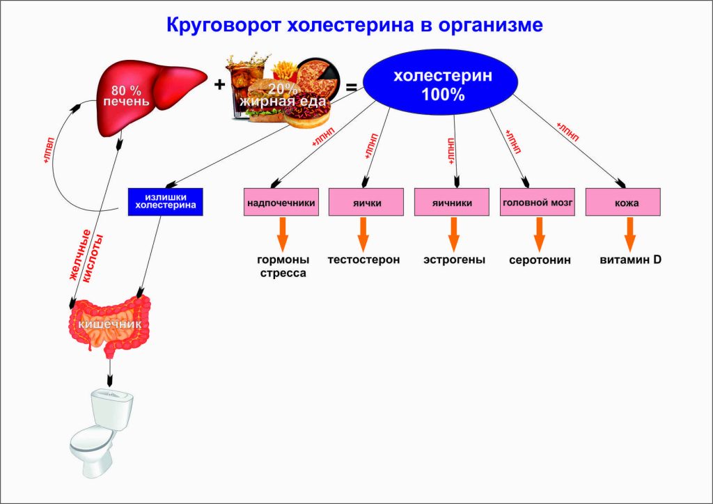 Как Витамин Д влияет на холестерин?