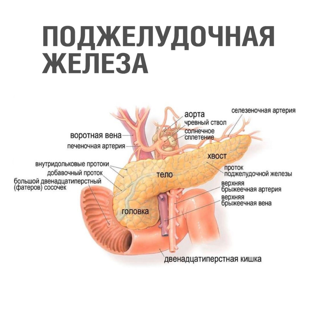 Как выводится амилаза из организма?