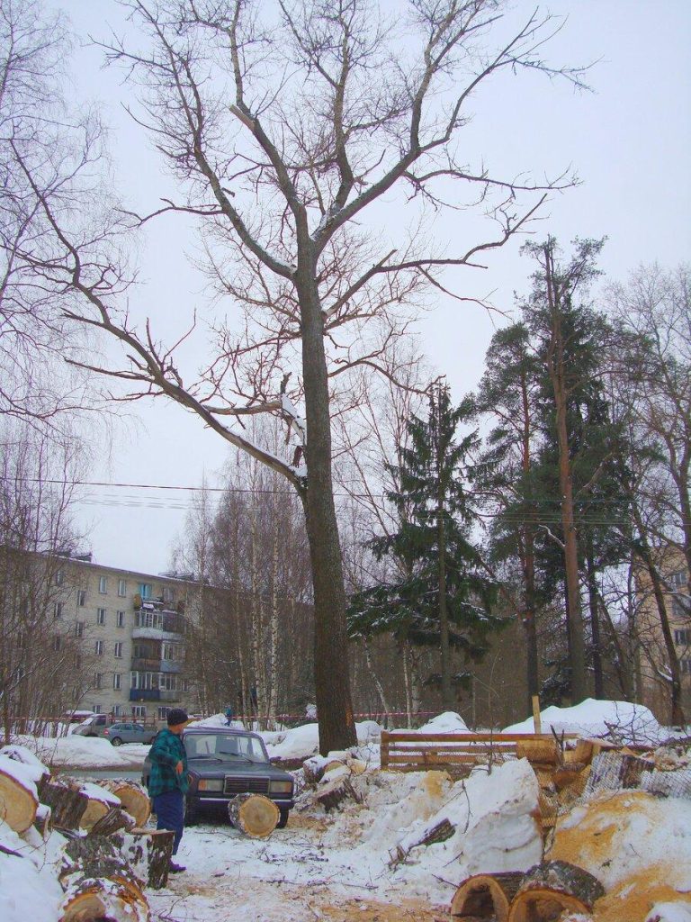 Какое самое хрупкое дерево?