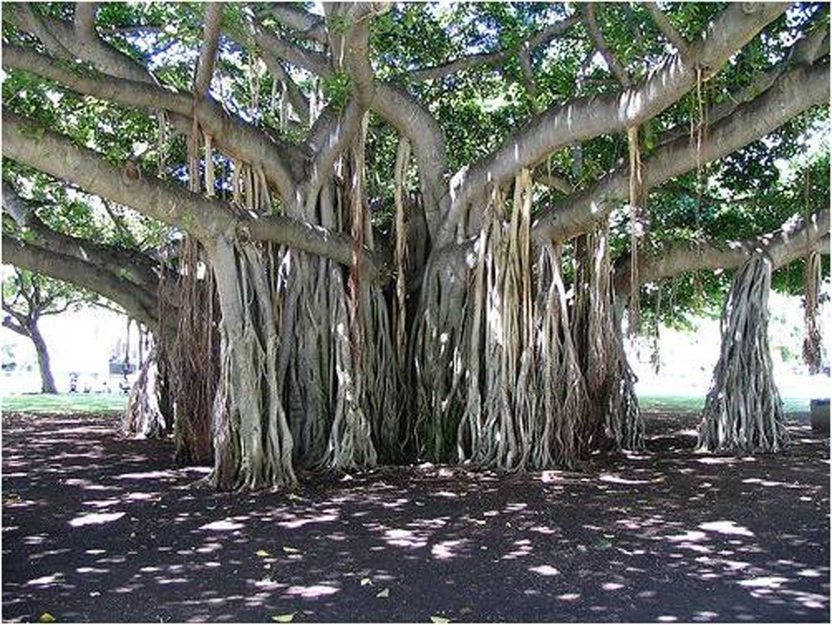 Banyan tree. Баньян дерево на Маврикии. Корни подпорки баньяна. Фикус Баньян Шри Ланка. Корни под корки Боньян.