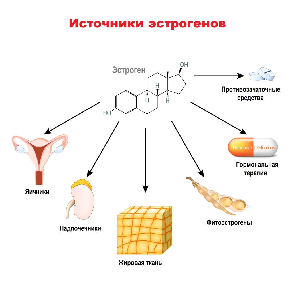 Какой орган отвечает за повышенный холестерин?