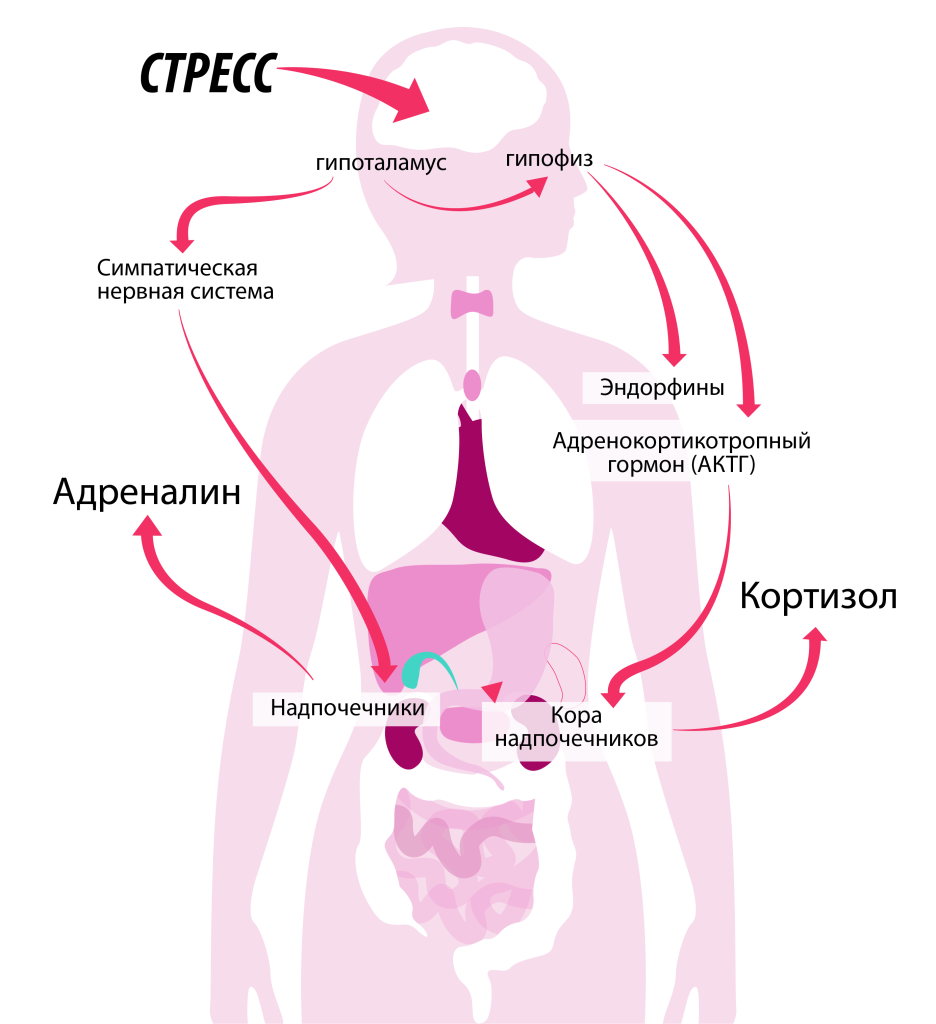 Какой орган отвечает за стресс?