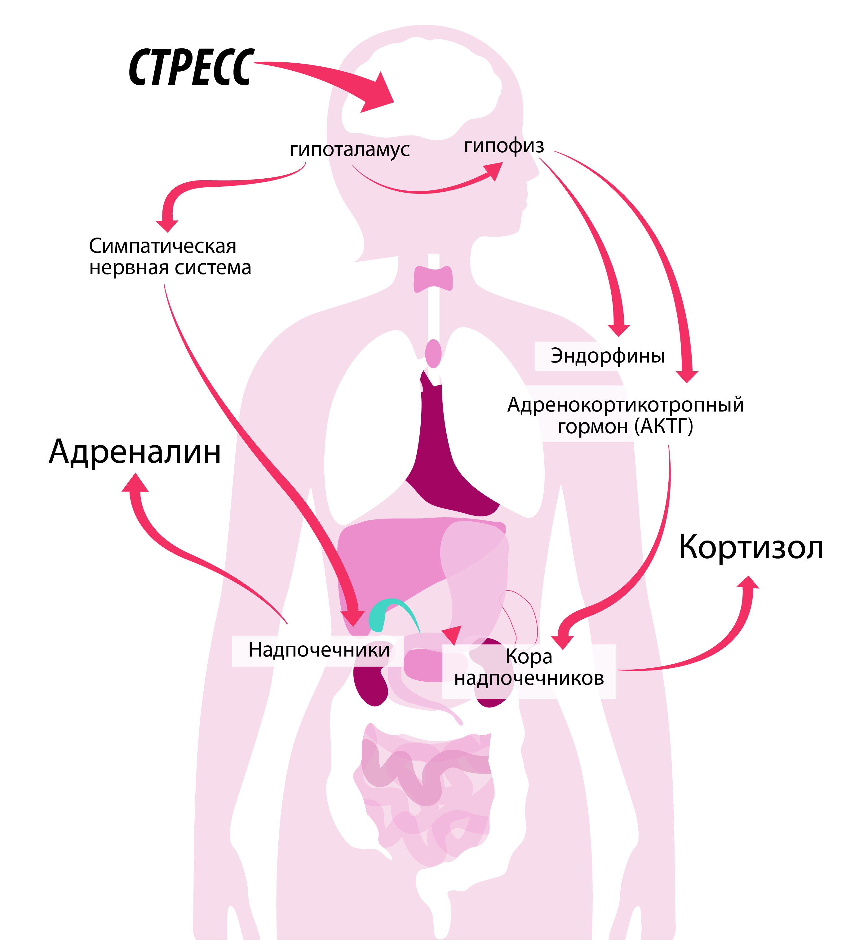 Какой орган отвечает за стресс?