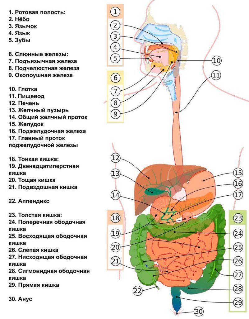 Какой орган выделяет амилазу?